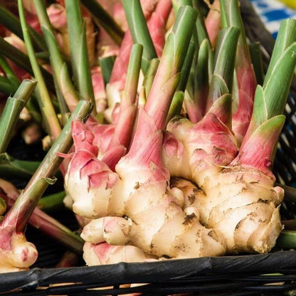 Organic Ginger Root Rhizomes Seeds 