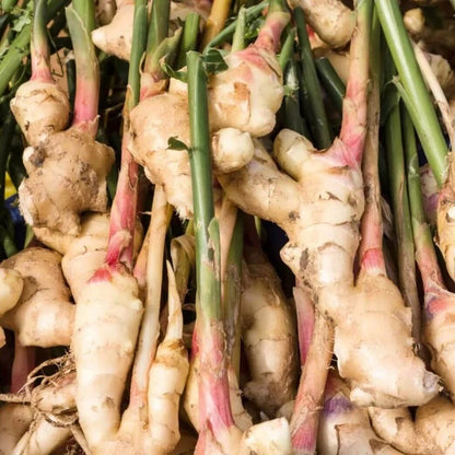 Organic Ginger Root Rhizomes Seeds 