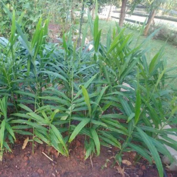 Organic Ginger Root Rhizomes Seeds 