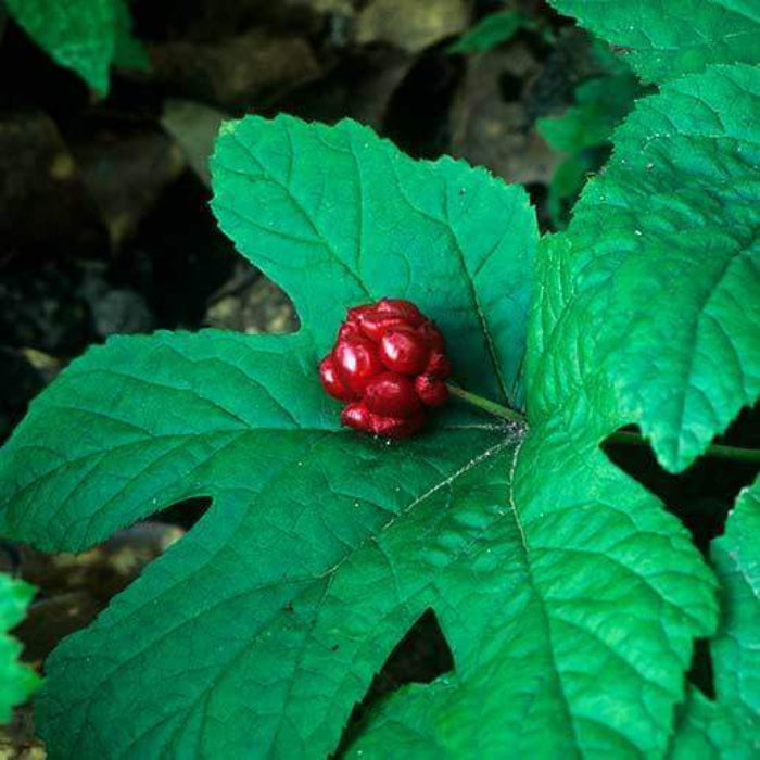 Organic Goldenseal Seeds - Herbal Plant