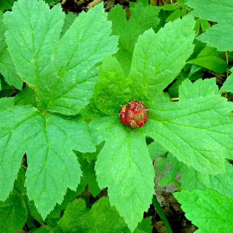 Organic Goldenseal Seeds - Herbal Plant