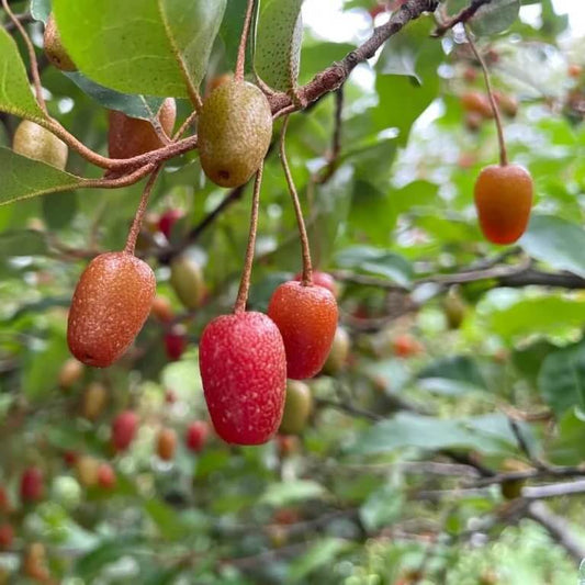 Organic Goumi Seeds