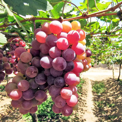 Organic Grape Seeds - Fruit Plant