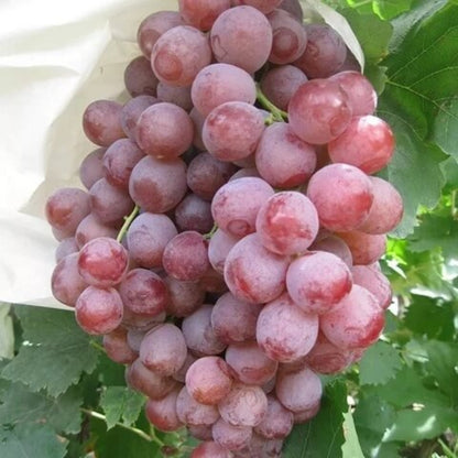Organic Grape Seeds - Fruit Plant