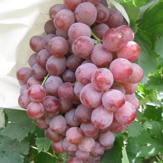 Organic Grape Seeds - Fruit Plant