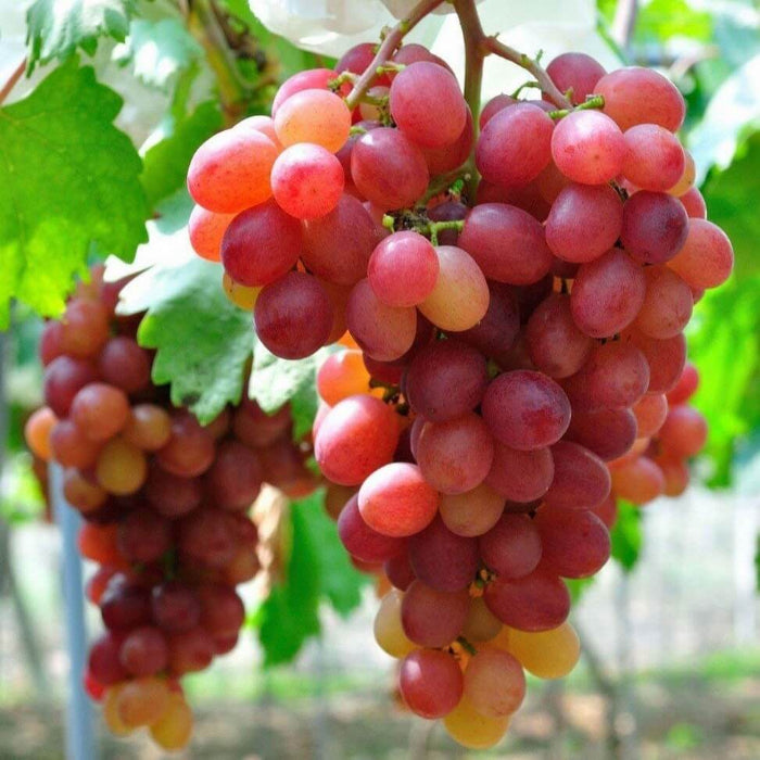 Organic Grape Seeds - Fruit Plant