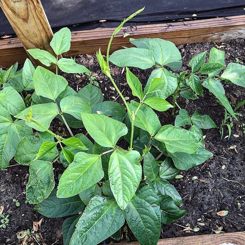 Organic Heirloom Tepary Beans seeds