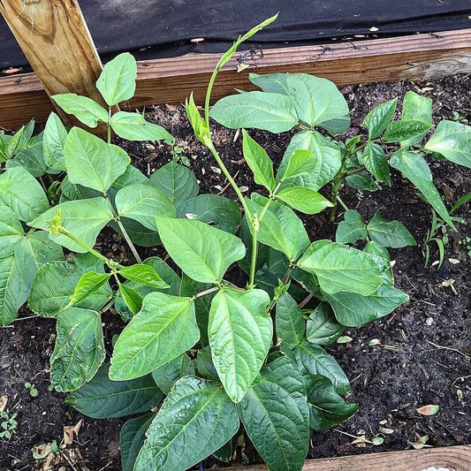 Organic Heirloom Tepary Beans seeds