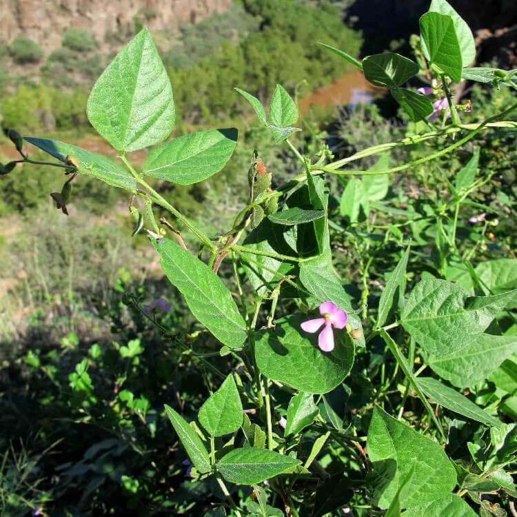 Organic Heirloom Tepary Beans seeds