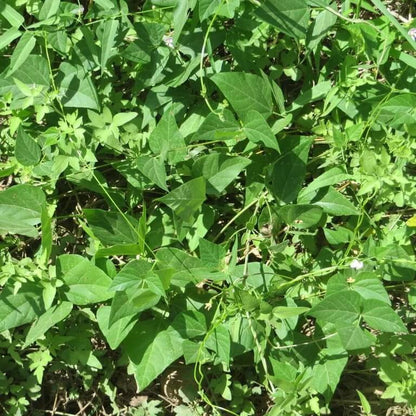 Organic Heirloom Tepary Beans seeds
