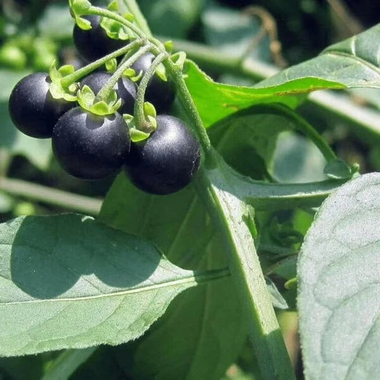 Organic Hierba Mora Seeds
