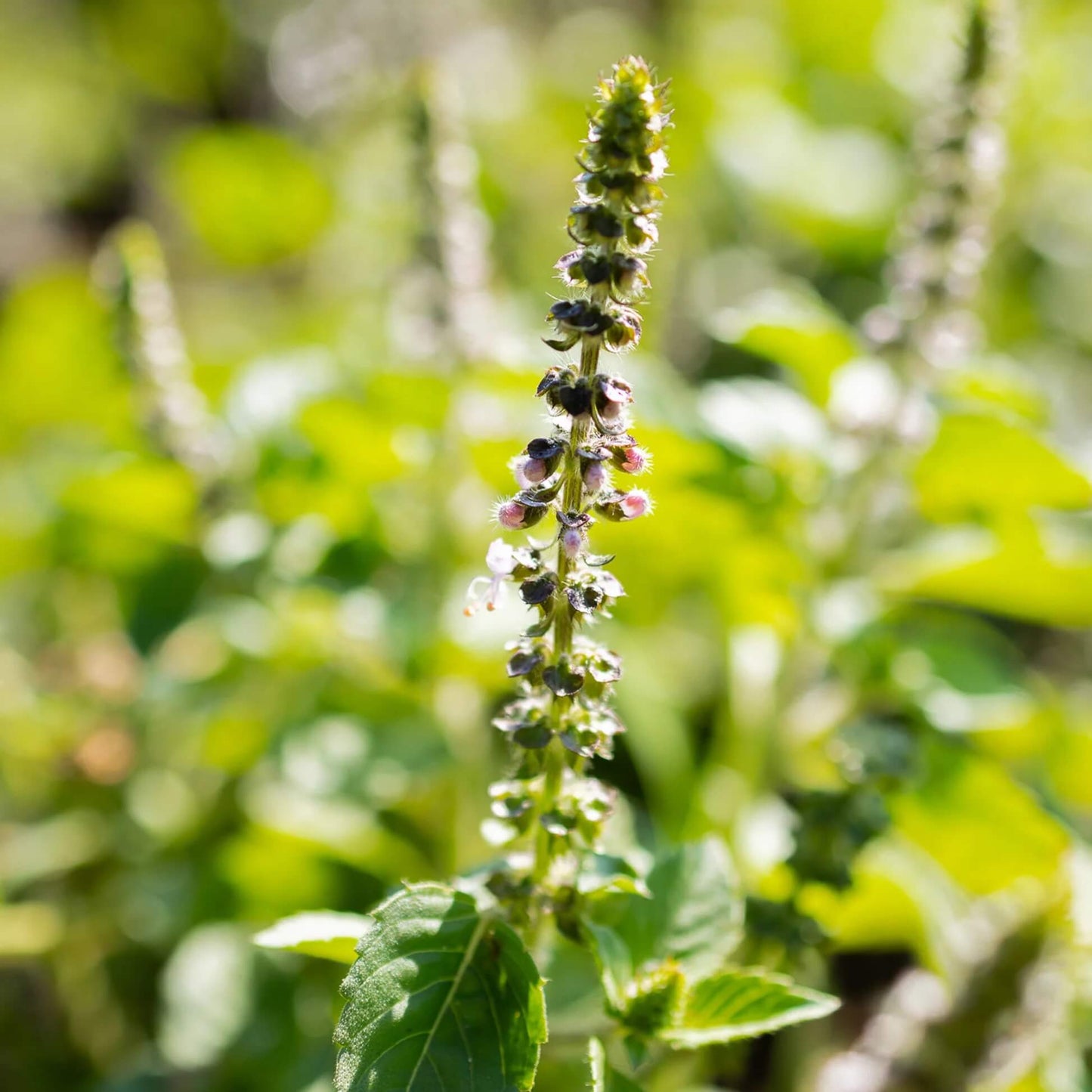 Organic Holy Basil Seeds - Herbal Plant