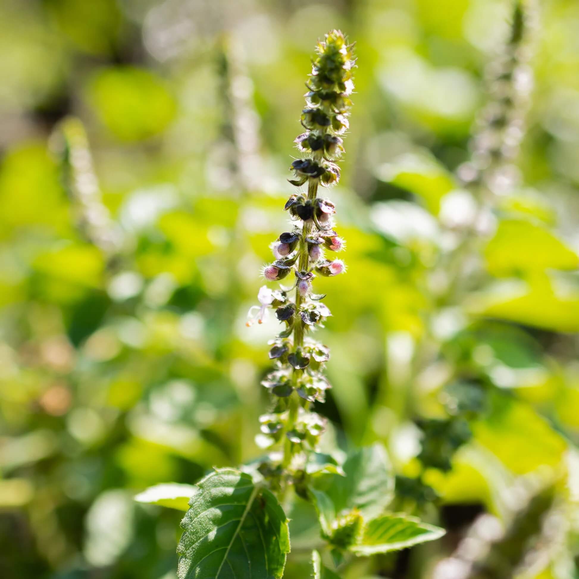Organic Holy Basil Seeds - Herbal Plant