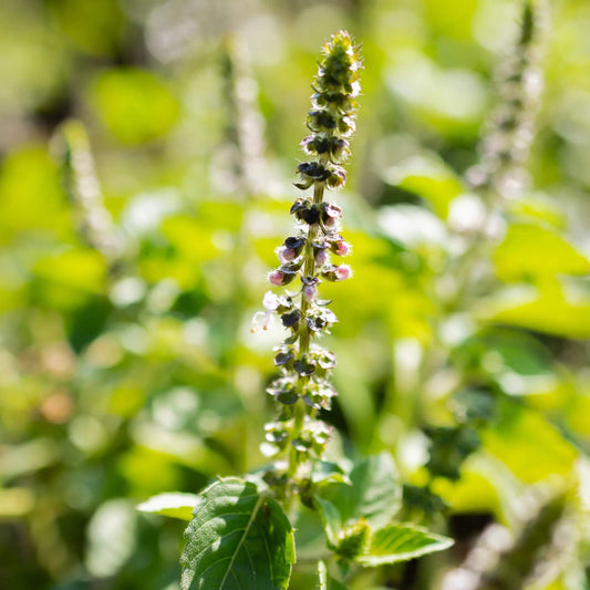 Organic Holy Basil Seeds - Herbal Plant
