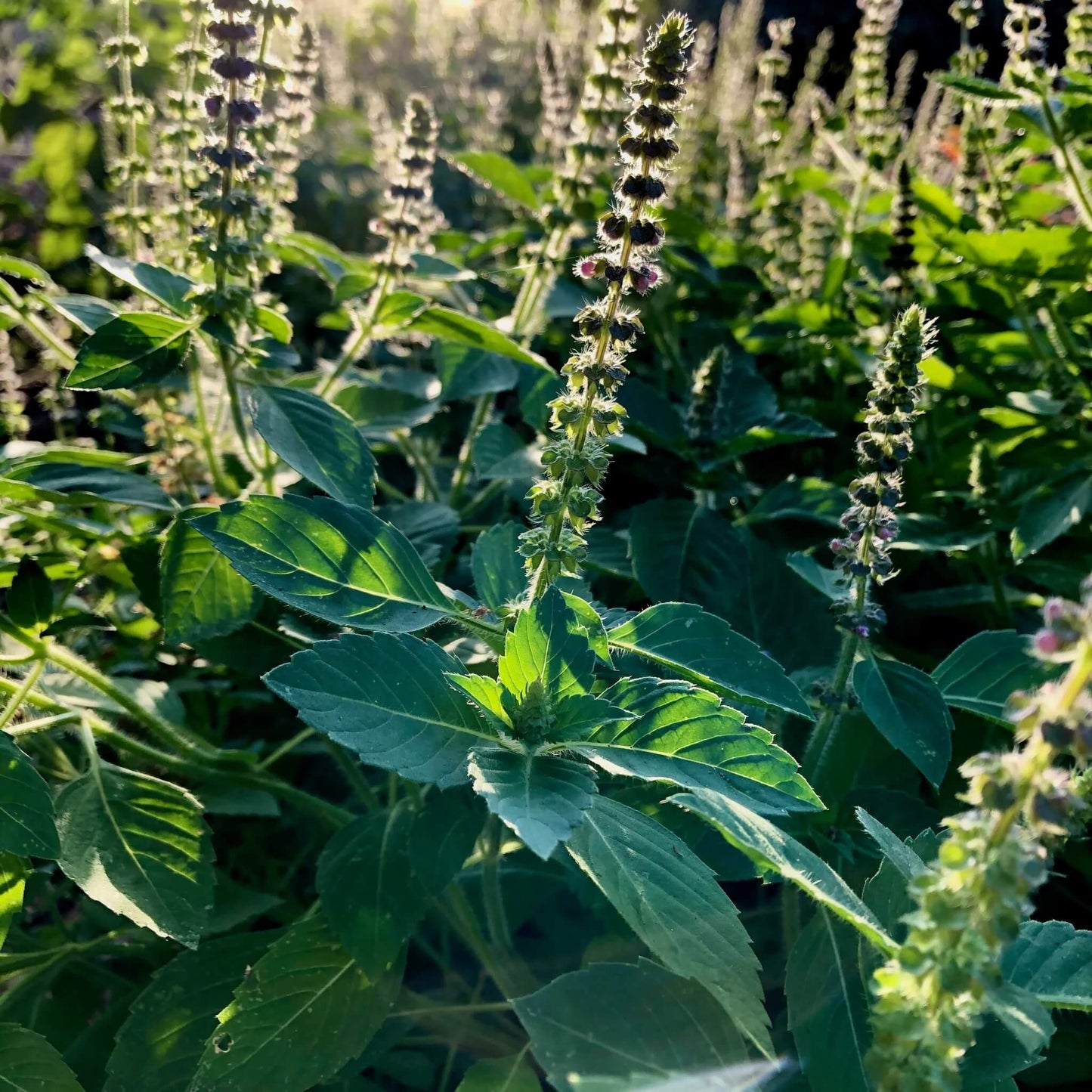 Organic Holy Basil Seeds - Herbal Plant