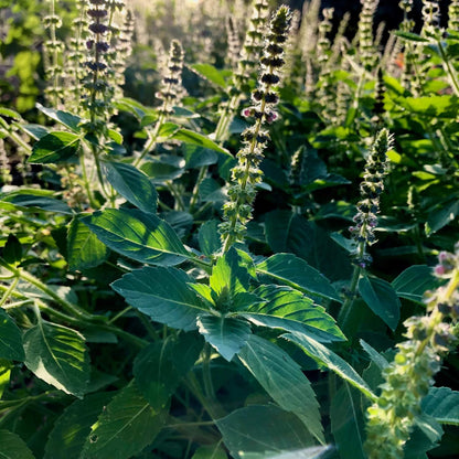 Organic Holy Basil Seeds - Herbal Plant