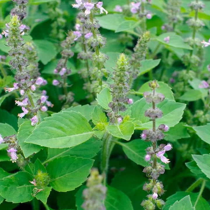 Organic Holy Basil Seeds - Herbal Plant