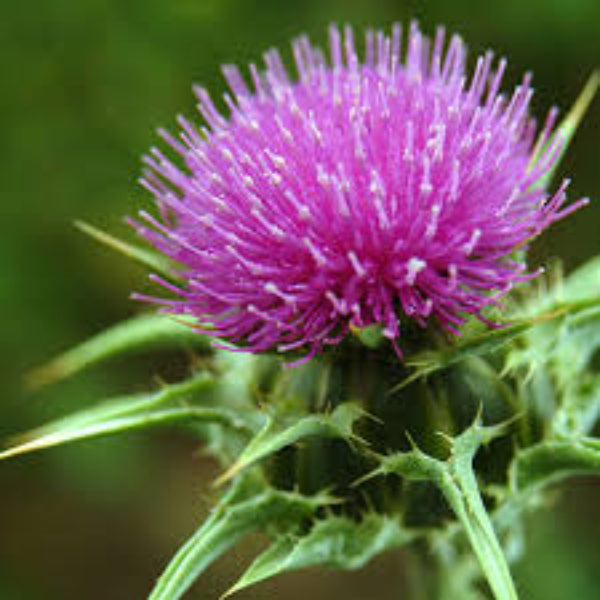 Organic Milk Thistle Seeds - Herbal Plant
