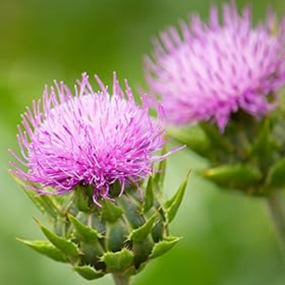 Organic Milk Thistle Seeds - Herbal Plant
