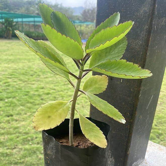 Organic Miracle Leaf Seeds