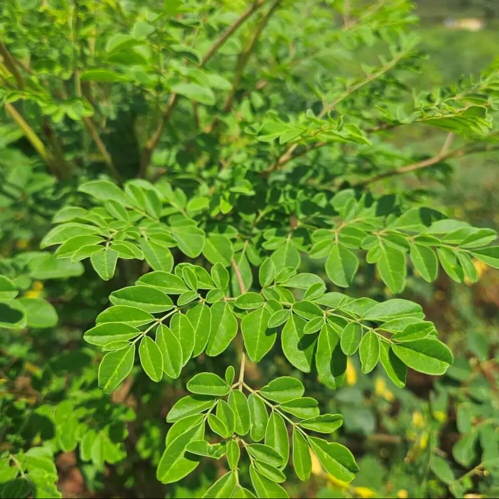 Organic Moringa Seeds