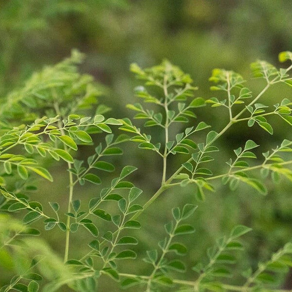 Organic Moringa Seeds