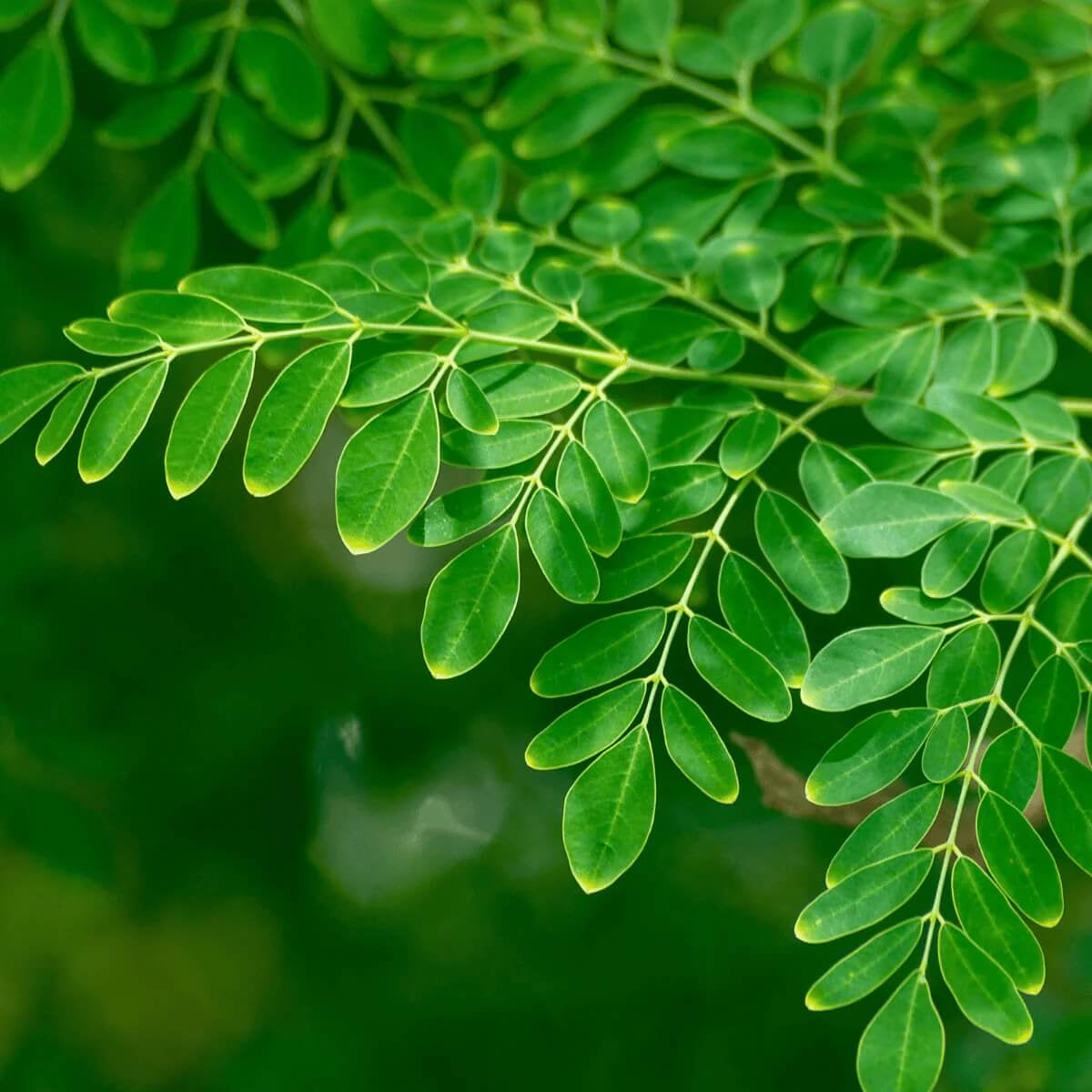 Organic Moringa Seeds