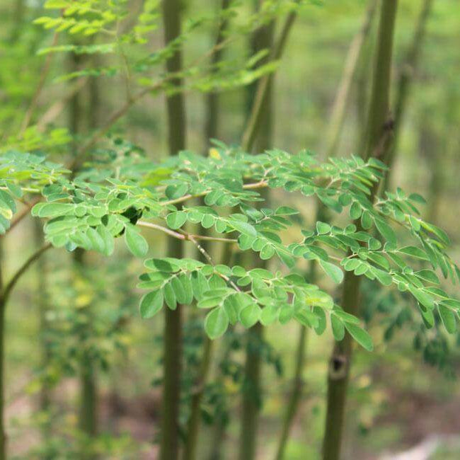 Organic Moringa Seeds 