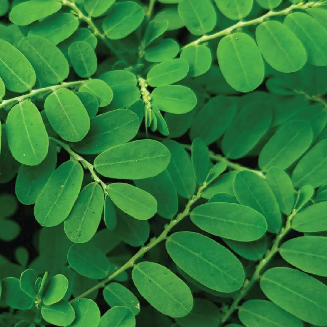 Organic Moringa Seeds 