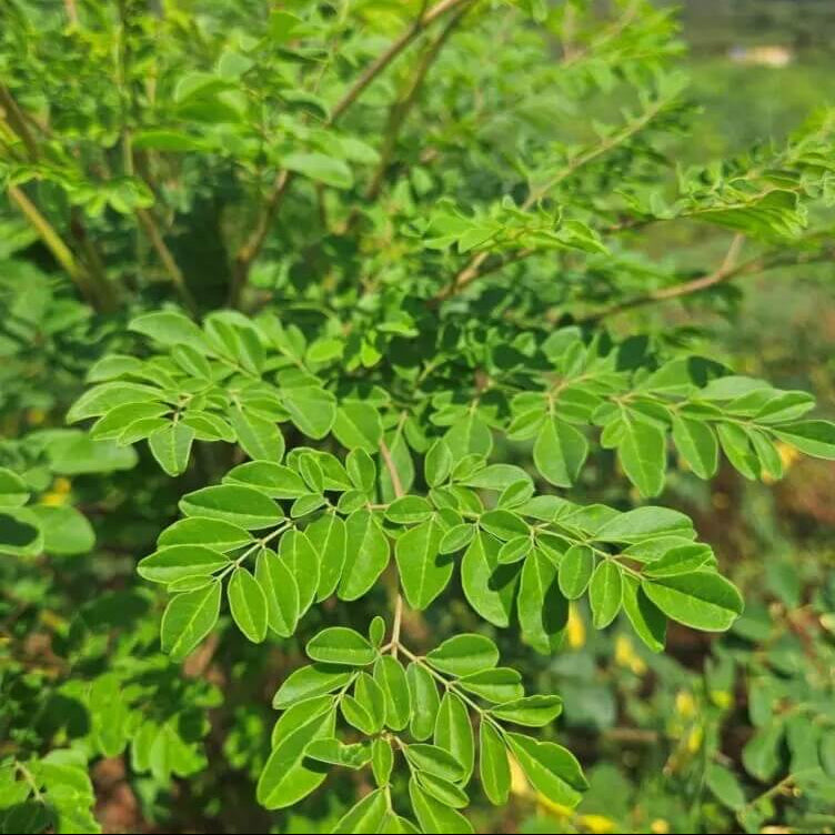 Organic Moringa Seeds 