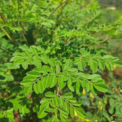 Organic Moringa Seeds 