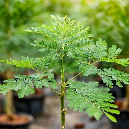 Organic Moringa Seeds 