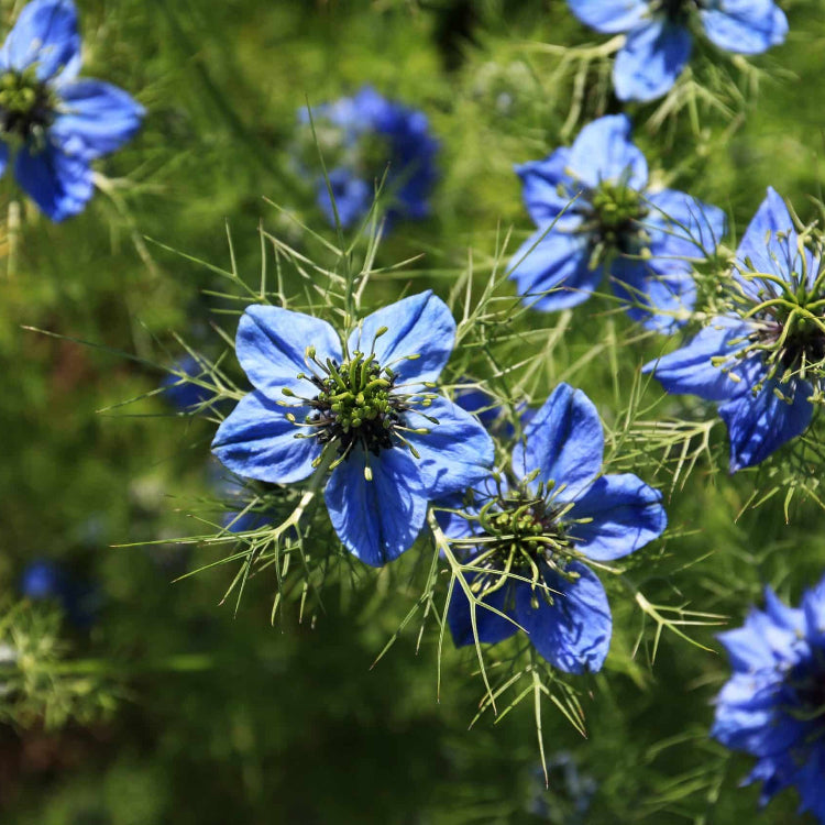Organic Nigella Seeds  - Herbal Plant