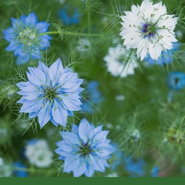 Organic Nigella Seeds  - Herbal Plant