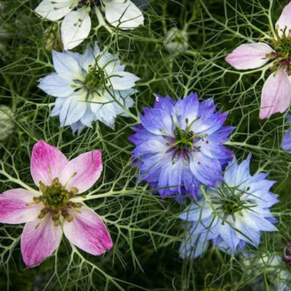 Organic Nigella Seeds  - Herbal Plant