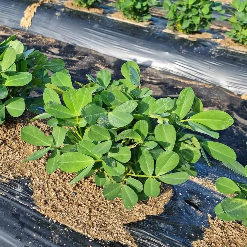 Organic Peanut Seeds