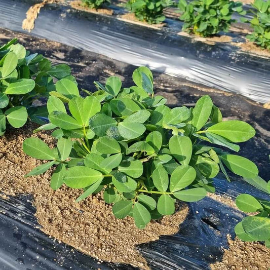 Organic Peanut Seeds