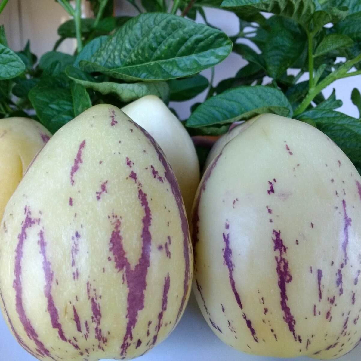 Organic Pepino Melon Seeds