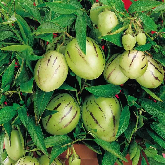 Organic Pepino Melon Seeds