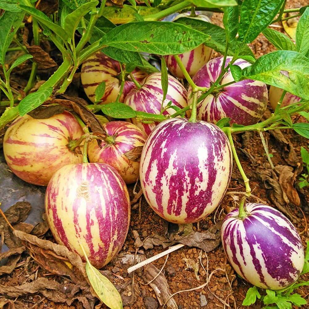 Organic Pepino Melon Seeds