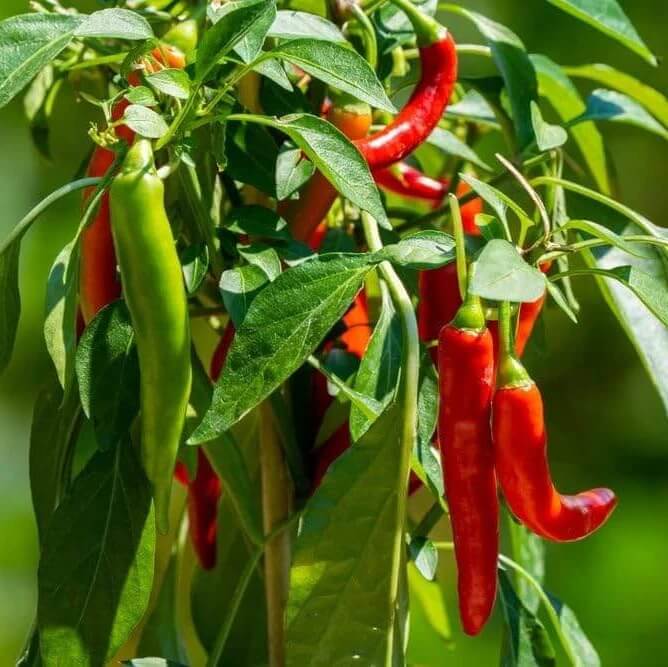 Organic Pepper Seeds