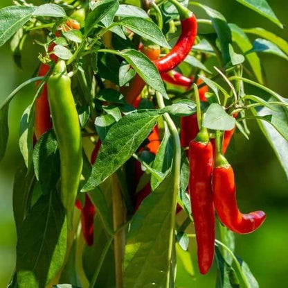 Organic Pepper Seeds