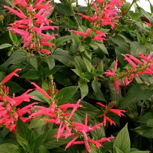Organic Pineapple Sage Seeds