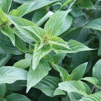 Organic Pineapple Sage Seeds