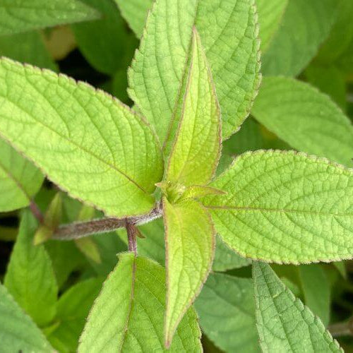 Organic Pineapple Sage Seeds
