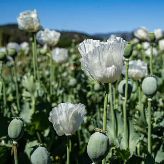 Organic Poppy Seeds - Flower Plant