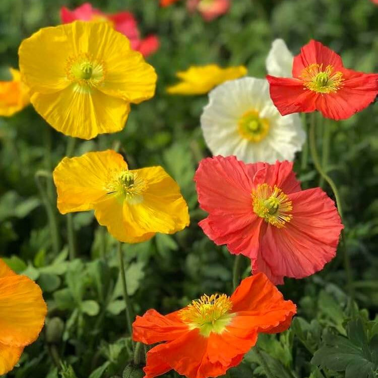 Organic Poppy Seeds - Flower Plant