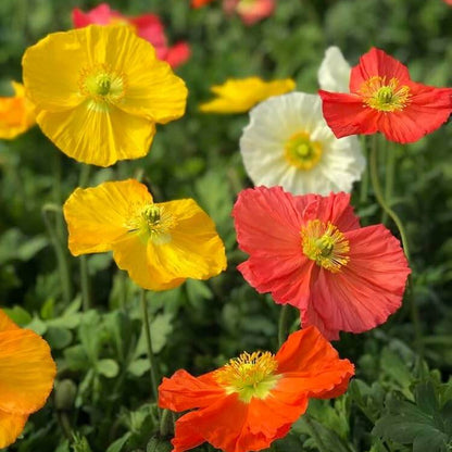 Organic Poppy Seeds - Flower Plant