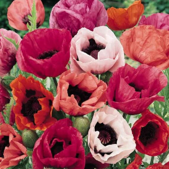 Organic Poppy Seeds - Flower Plant