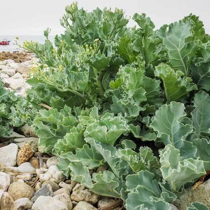 Organic Sea Kale Seeds